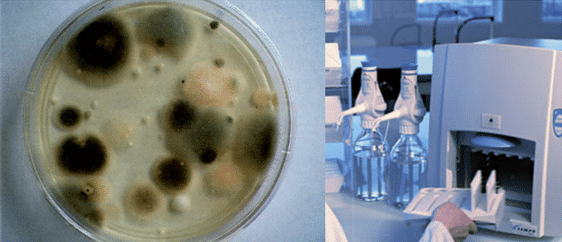 qlabs-3-day-yeast-and-mold-results